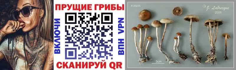Псилоцибиновые грибы Psilocybine cubensis  Анива 
